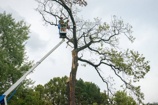 Best Tree Trimming and Pruning  in New Berlinville, PA