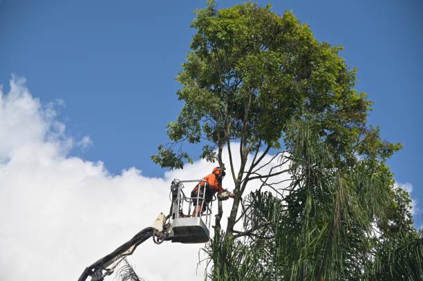 Best Stump Grinding and Removal  in New Berlinville, PA
