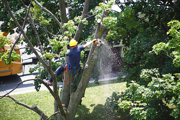 Best Utility Line Clearance  in New Berlinville, PA